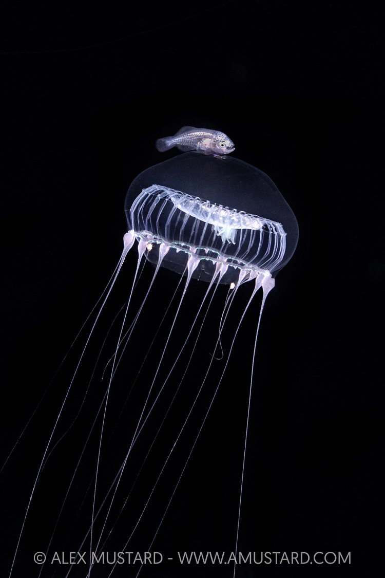 Fish Larval Stage On Jellyfish, Indonesia