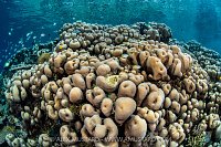 Shallow Water Coral Colony, Indonesia