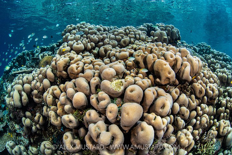 Shallow Water Coral Colony, Indonesia