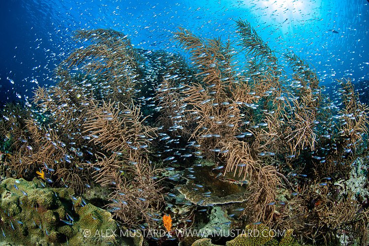 Cardinalfish In Gorgonians, Indonesia