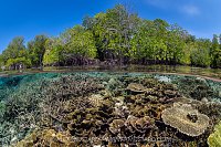 Corals In The Mangroves, Indonesia