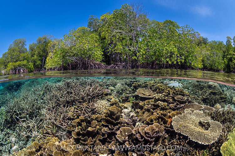 Corals In The Mangroves, Indonesia