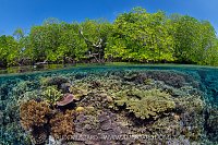 Corals In The Mangroves, Indonesia