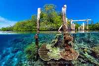 Corals In The Mangroves, Indonesia