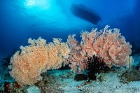 Sea Fans Beneath Dive Boat, Indonesia