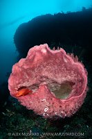 Grouper In Giant Barrel Sponge, Indonesia