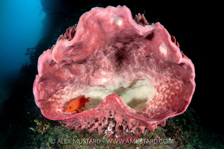 Grouper In Giant Barrel Sponge, Indonesia