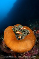 Clownfish In Balled Up Anemone, Indonesia