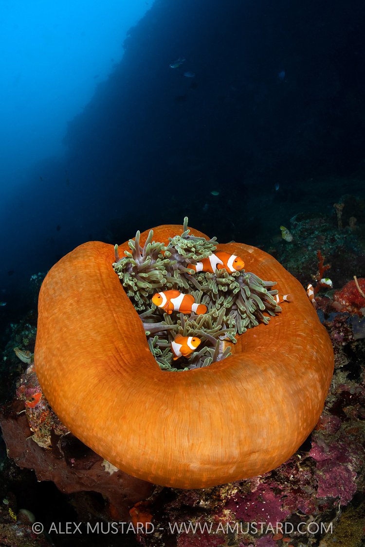 Clownfish In Balled Up Anemone, Indonesia