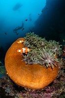 Clownfish In Balled Up Anemone, Indonesia