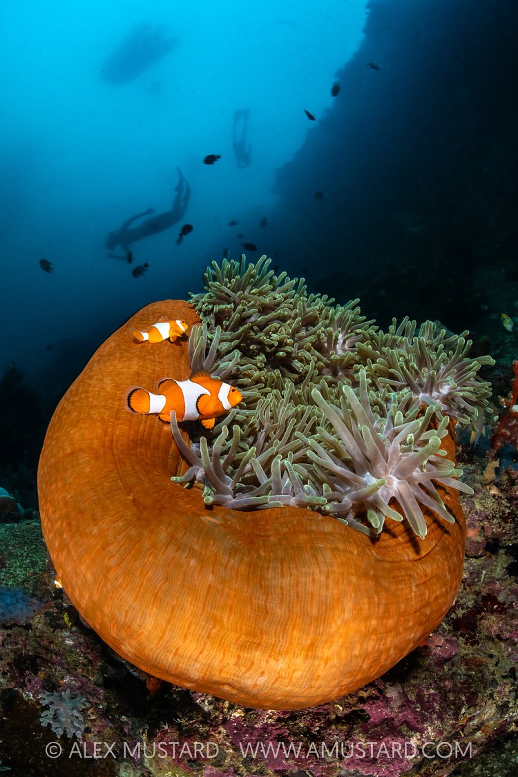 Clownfish In Balled Up Anemone, Indonesia