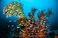 Snappers and Cardinfish Surround Black Coral, Indonesia