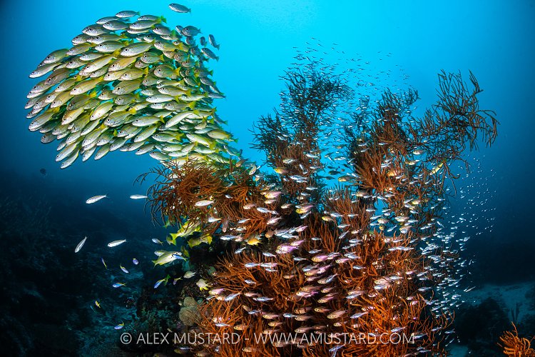 Snappers and Cardinfish Surround Black Coral, Indonesia