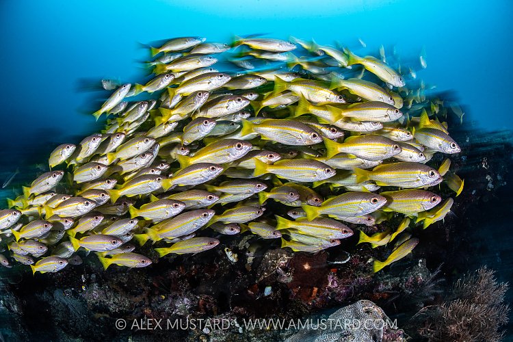 Bigeye Snappers Moving Over Reef, Indonesia