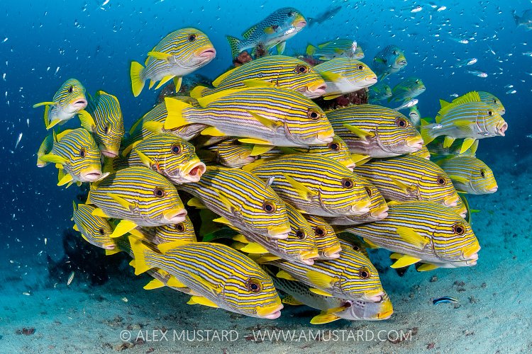 Ribbon Sweetlips School, Indonesia