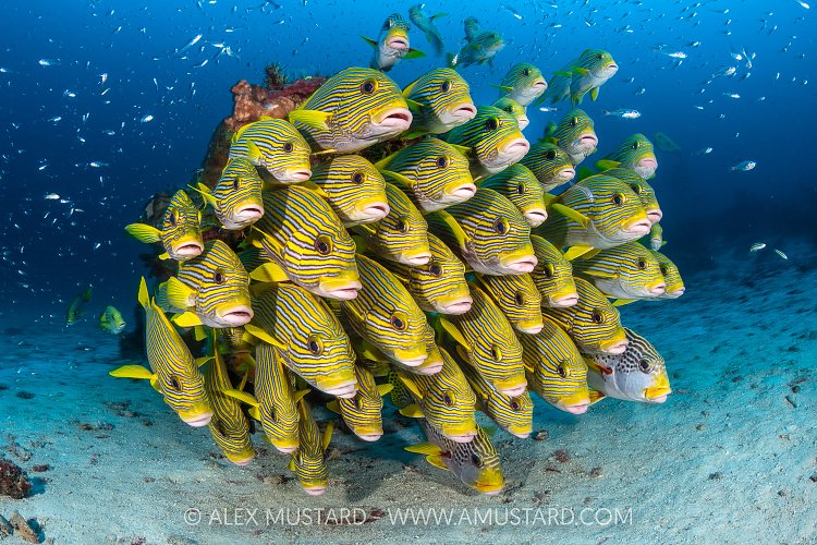 Ribbon Sweetlips School, Indonesia