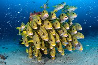 Ribbon Sweetlips School, Indonesia