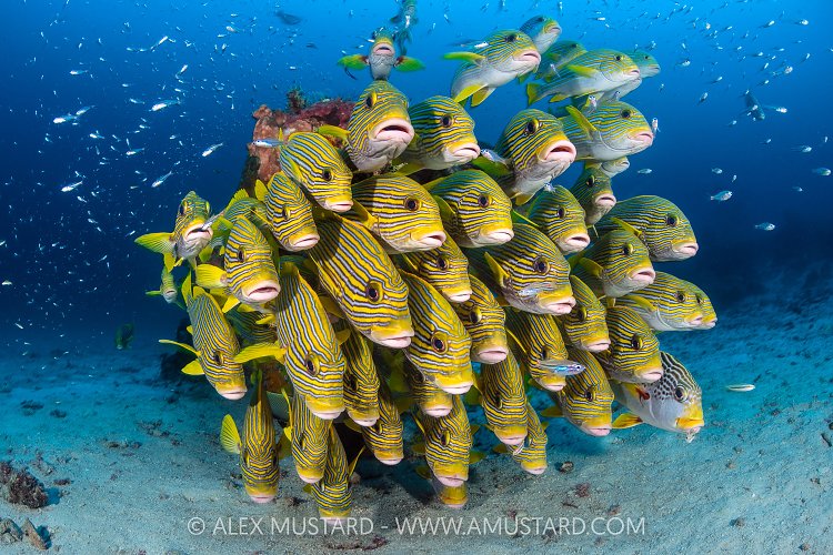 Ribbon Sweetlips School, Indonesia