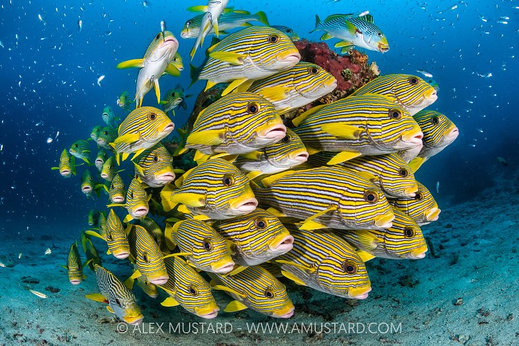 Ribbon Sweetlips School, Indonesia