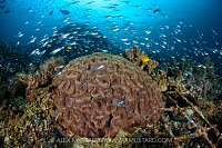 Reef Life Over Regeneration Mesh, Indonesia