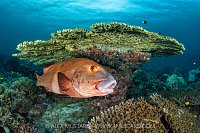 Giant Sweetlips Beneath Table Coral, Indonesia