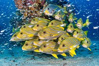 Ribbon Sweetlips School, Indonesia