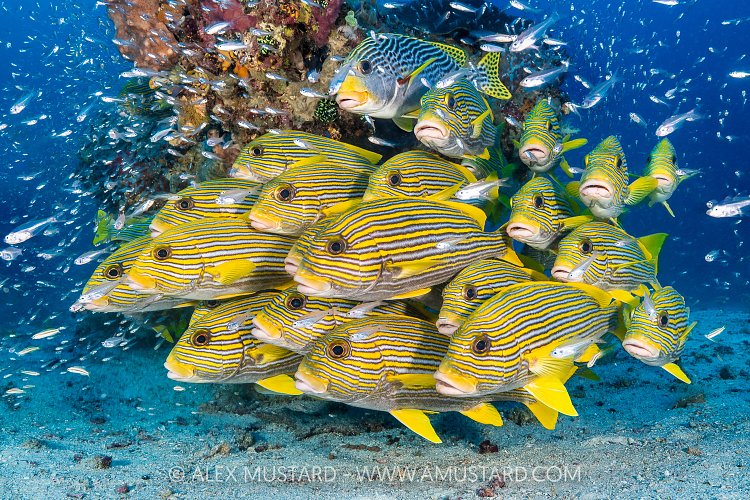 Ribbon Sweetlips School, Indonesia