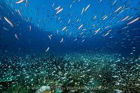 Fish Life, Indonesia