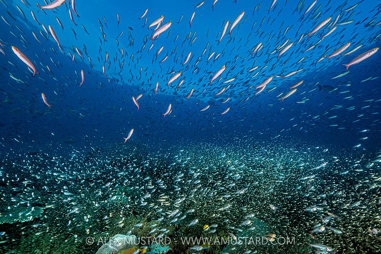 Fish Life, Indonesia