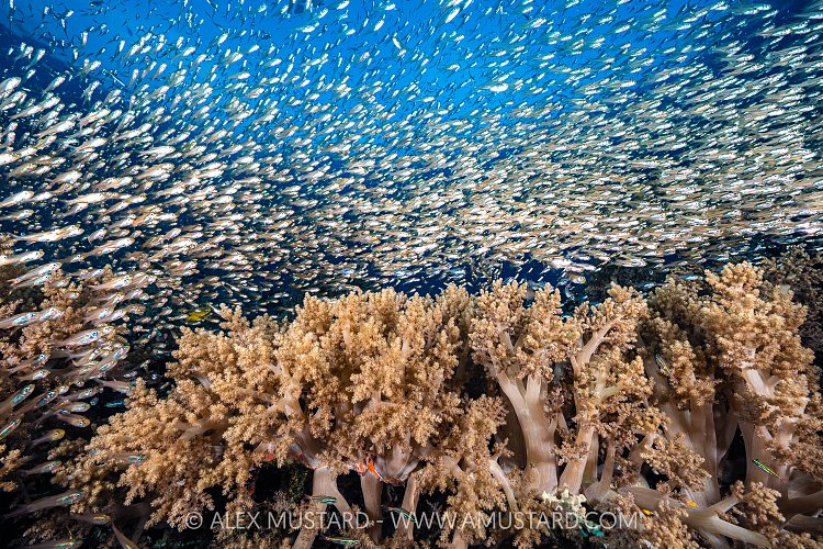 Glassfish Over Soft Corals, Indonesia