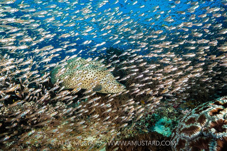 Barramundi In Glassfish School, Indonesia