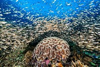 Glassfish Over Coral, Indonesia