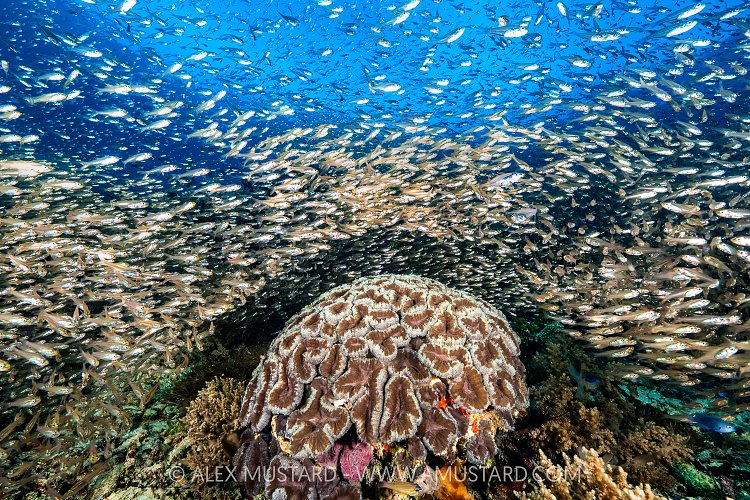 Glassfish Over Coral, Indonesia