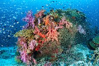 Busy Reef, Thailand.
