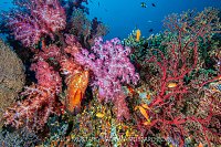 Coral Grouper On Reef, Thailand