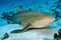 Zebra Shark On Seabed, Thailand
