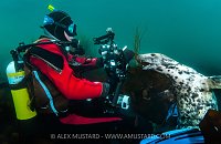 Playful Grey Seal, UK
