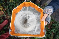 River Fly Survey, UK