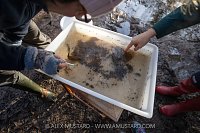 River Fly Survey, UK
