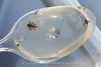 River Fly Survey Animals, UK