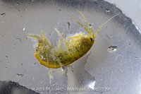 River Fly Survey Animals, UK