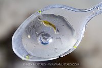 River Fly Survey Animals, UK