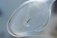 River Fly Survey Animals, UK