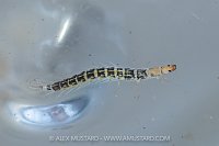 River Fly Survey Animals, UK