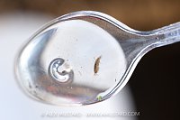 River Fly Survey Animals, UK