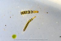 River Fly Survey Animals, UK