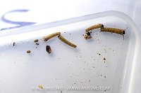 River Fly Survey Animals, UK