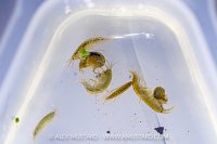 River Fly Survey Animals, UK