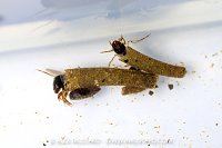 River Fly Survey Animals, UK