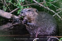 Beaver In The River, UK